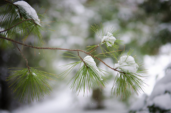 Snow on Pine, WI